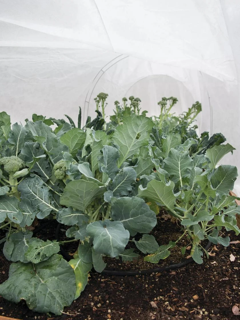 All-Purpose Garden Fabric - Image 4