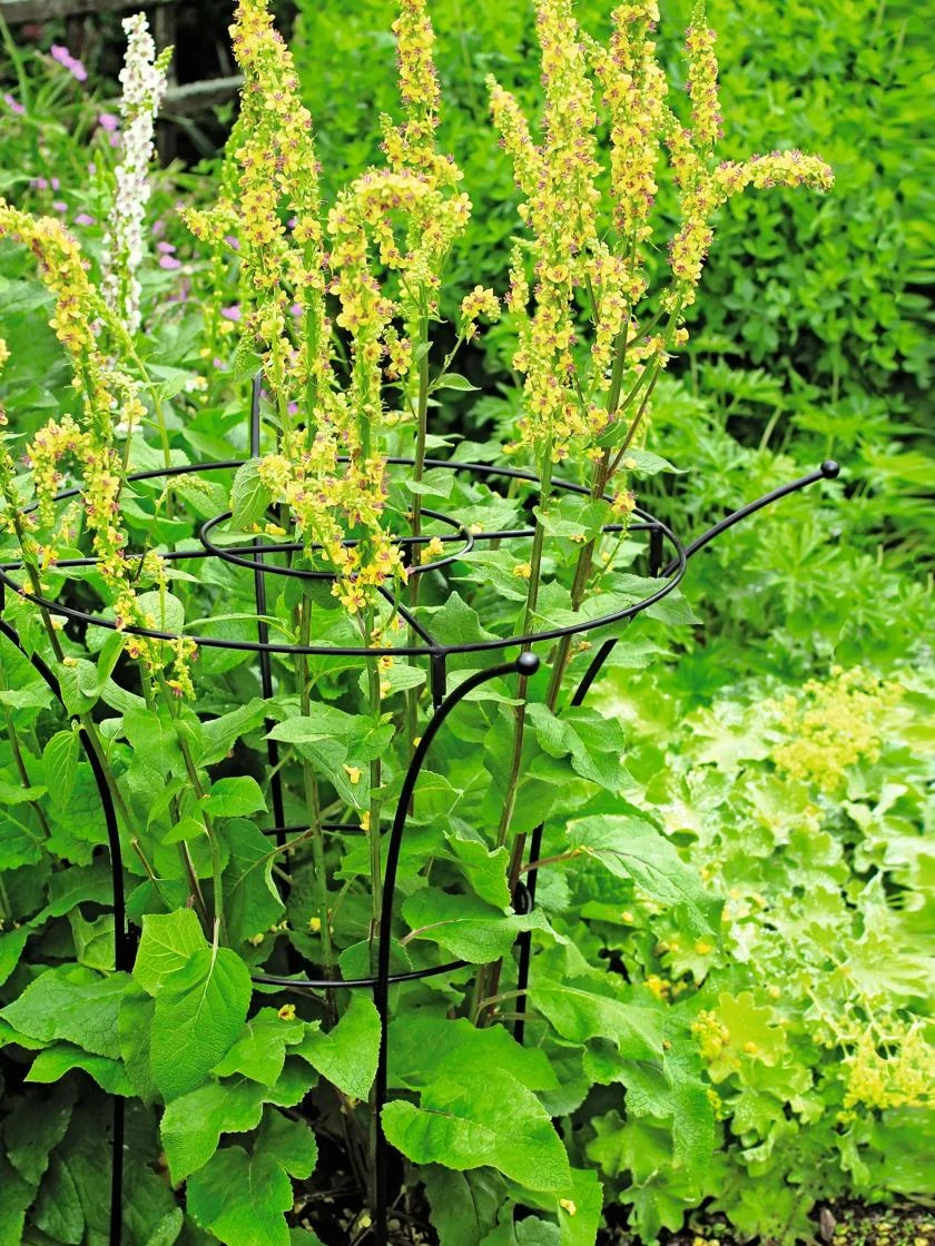 Essex Plant Supports - Image 5