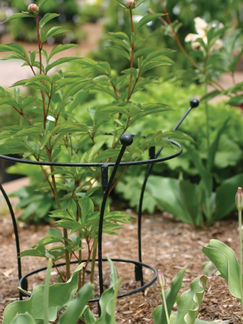 Essex Plant Supports - Image 2