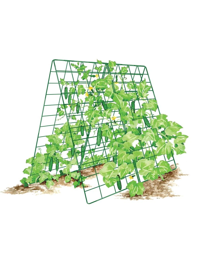 Deluxe Cucumber Trellis - Image 7