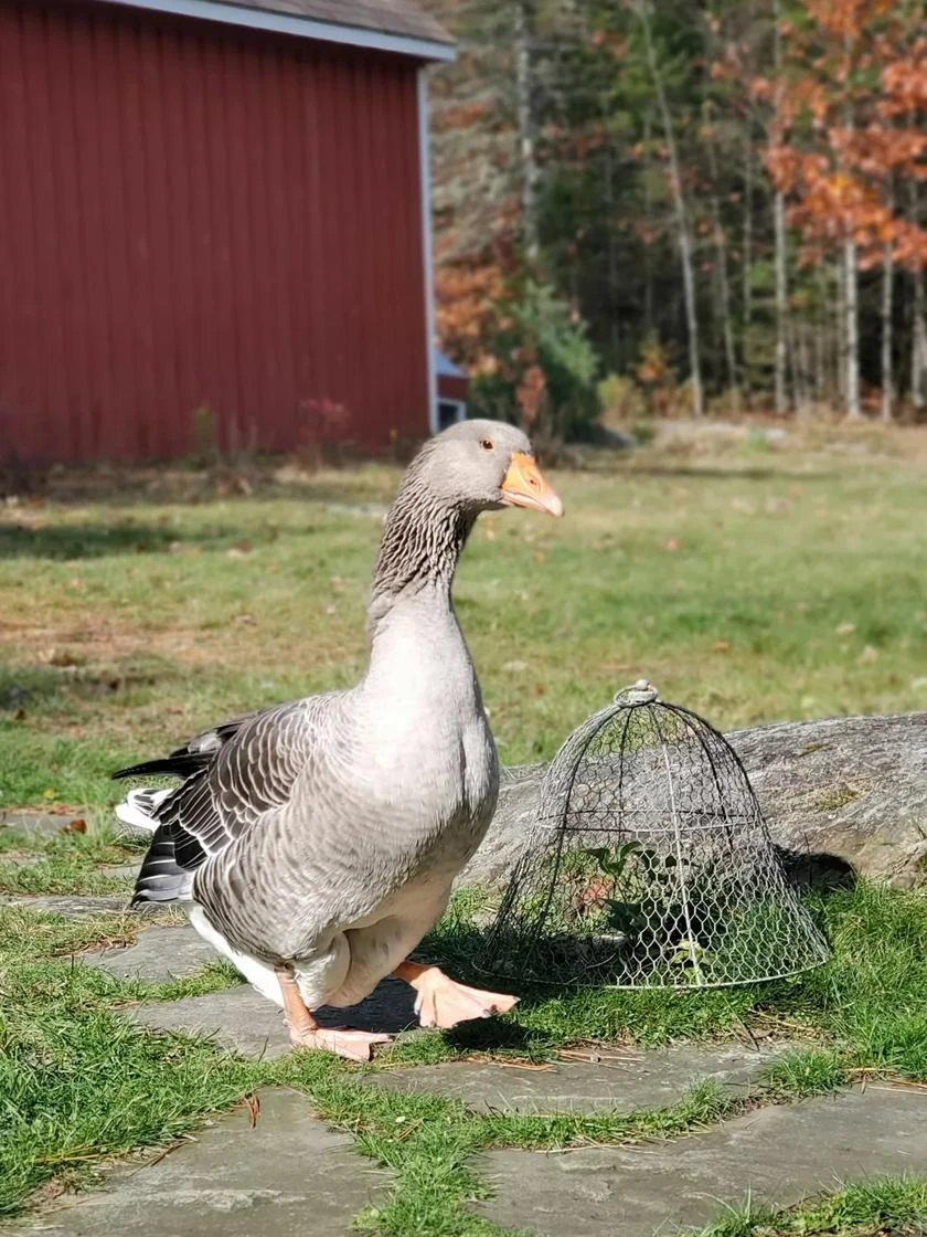 Chicken Wire Cloche - Image 5