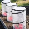 Tomato TLC Kits, Set Of 3
