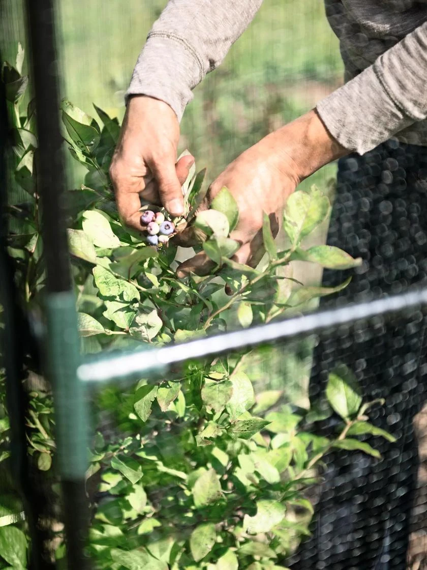 Crop Cage, 4' X 4' - Image 2