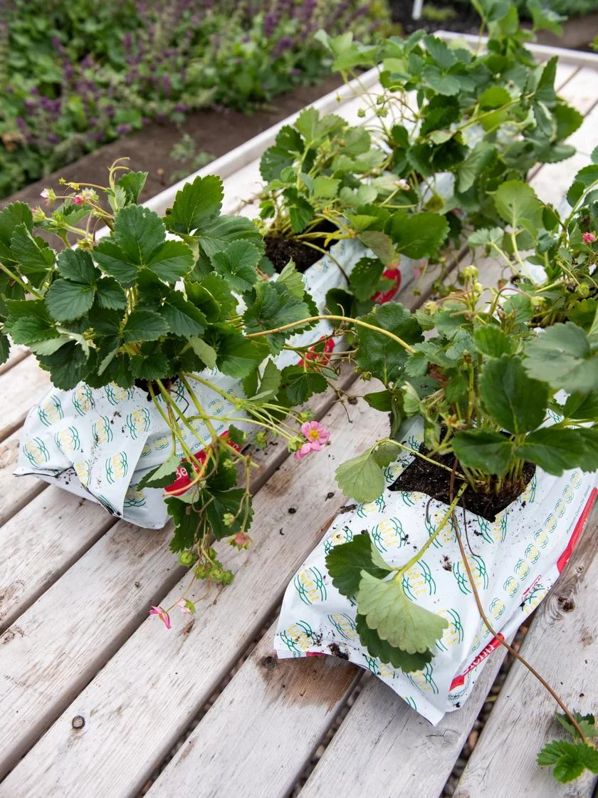 Berry Blend Coir Grow Bag, Set Of 2 - Image 2