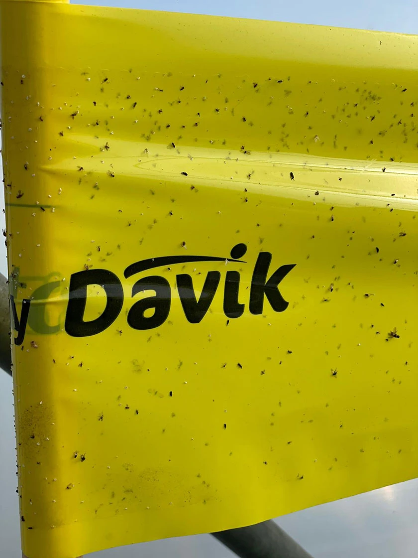 Catchy Natural Greenhouse Pest Protection Sticky Roll, 30β - Image 4