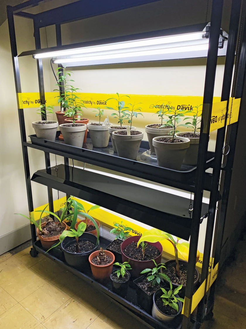 Catchy Natural Greenhouse Pest Protection Sticky Roll, 30β - Image 2