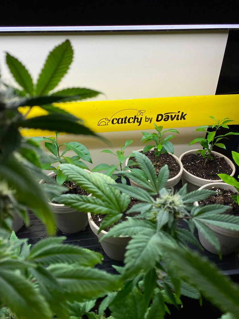 Catchy Natural Greenhouse Pest Protection Sticky Roll, 30β - Image 3