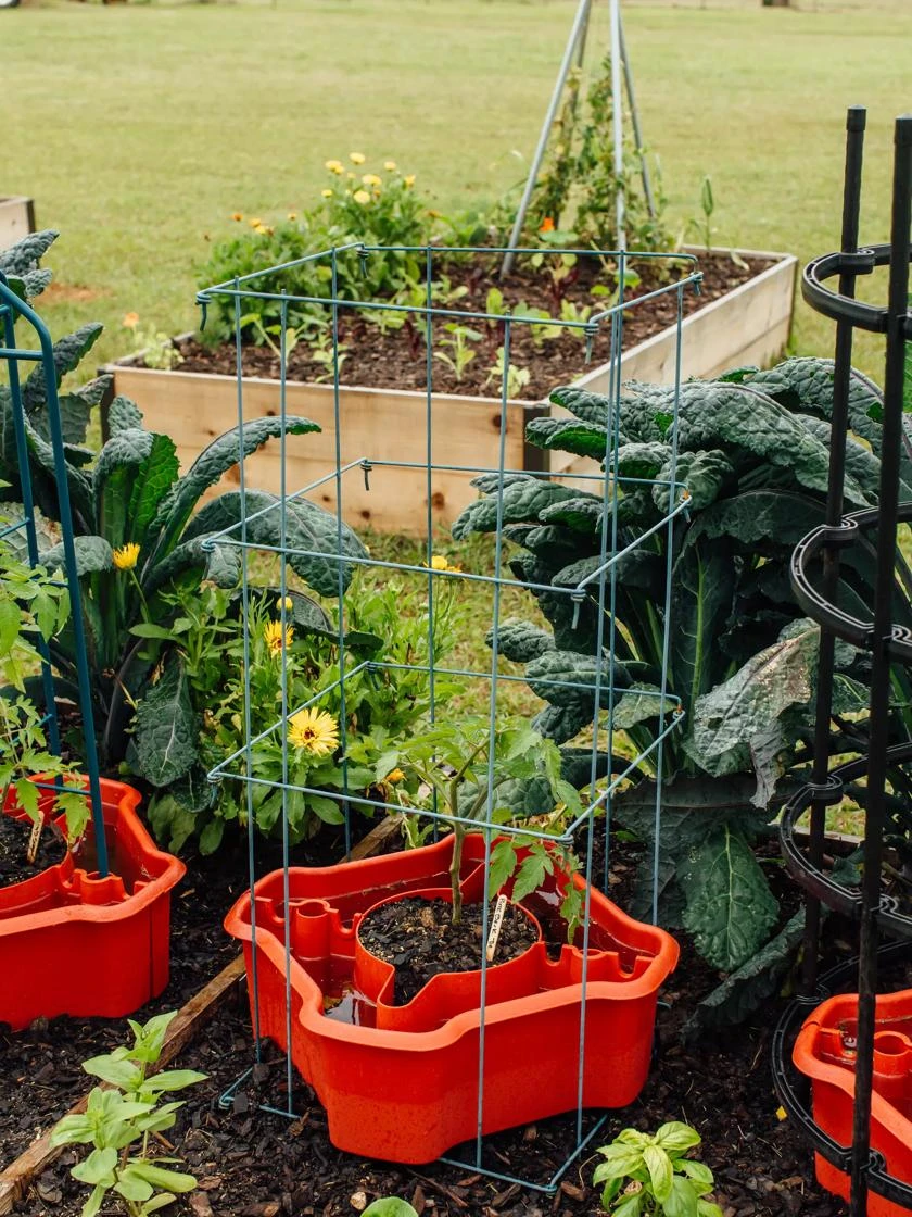 Deluxe Tomato Halos, Set Of 2 - Image 6