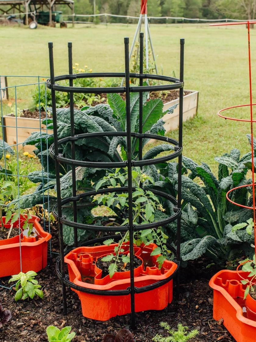 Deluxe Tomato Halos, Set Of 2 - Image 5